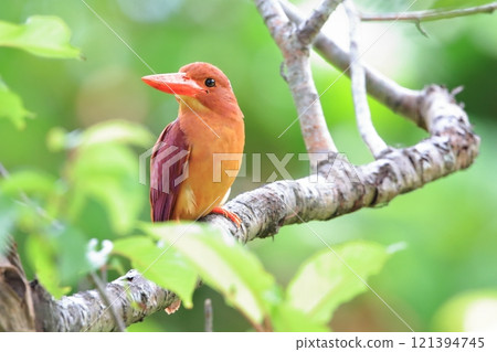 站在樹枝上的琉球赤修賓 站在樹枝上的琉球赤修賓 121394745