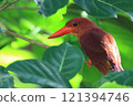 A Ryukyu kingfisher resting on a branch 121394746