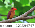A Ryukyu kingfisher resting on a branch 121394747