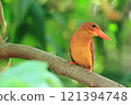 A Ryukyu kingfisher making a serious face 121394748