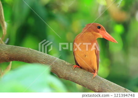 A Ryukyu kingfisher making a serious face 121394748