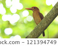 A Ryukyu Kingfisher chick resting on a branch 121394749