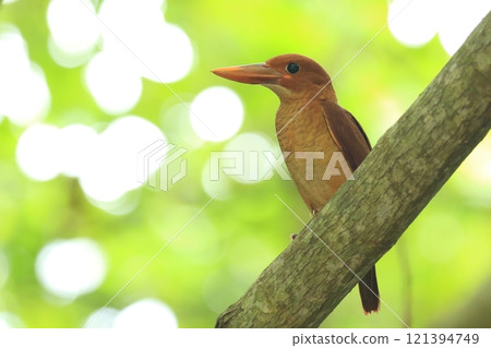 A Ryukyu Kingfisher chick resting on a branch 121394749