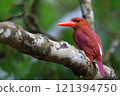 A Ryukyu kingfisher resting on a branch 121394750