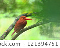 A Ryukyu kingfisher resting on a branch 121394751