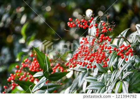 Nandina (Nandina) Nandina (Nandina) 121394792