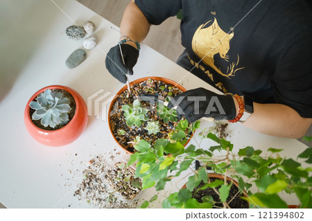 Person caring for succulents and plants in home garden setup 121394802