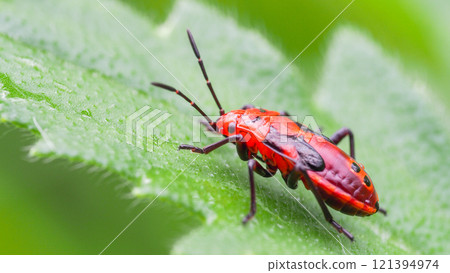 This close-up image captures a vibrant red insect resting on a fresh green leaf. The bright colors contrast beautifully, highlighting the intricate details of the insect's body and the delicate This close-up image captures a vibrant red insect resting on a fresh green leaf. The bright colors contrast beautifully, highlighting the intricate details of the insect's body and the delicate 121394974