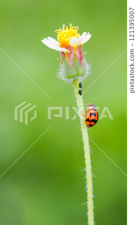 Ladybug on Flower Stem - Perfect for insect studies, ecological awareness campaigns, and nature-themed designs. 121395007