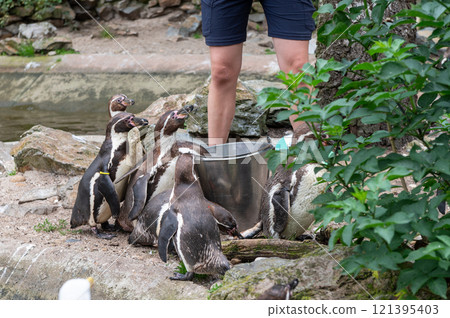 Penguin Awareness Day Group of penguins near water with caretaker in outdoor enclosure 121395403