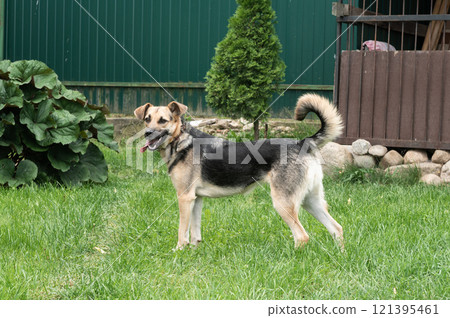 Dog Theft Awareness Day Happy Dog On Leash Under Green Tree in Park Dog Theft Awareness Day Happy Dog On Leash Under Green Tree in Park 121395461