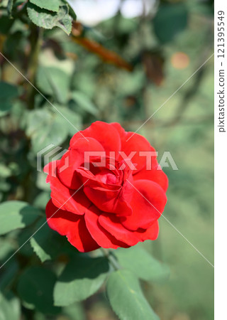 Red rose blooming in ornamental flower garden 121395549