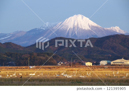 冬天，著名的白雪皚皚的大山山峰聳立在乃木平原的稻田上，一群天鵝在那裡覓食。 121395905