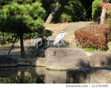 A large heron, the Grey Heron, in the pond on the beach at Inage Seaside Park 121395995