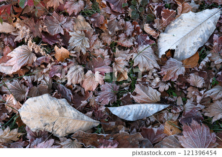 Beautifully faded fallen leaves Beautifully faded fallen leaves 121396454