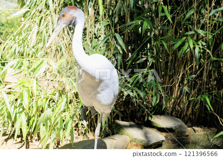 Australian Crane in a Pond Australian Crane in a Pond 121396566