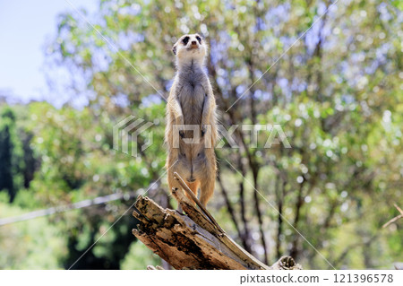 貓鼬在有利位置監視 121396578