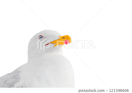 Proudly raised head of seagull with orange-red closed beak and with confident piercing gaze, isolated on white transparent background with copy space to advertise. Blank for artworks, texts, slogans Proudly raised head of seagull with orange-red closed beak and with confident piercing gaze, isolated on white transparent background with copy space to advertise. Blank for artworks, texts, slogans 121396606