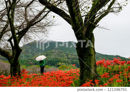 A beautiful landscape of blooming spider lilies and fresh green trees 121396791