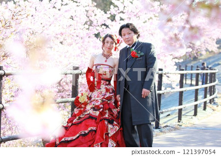A bride and groom wearing a kimono-style Japanese-patterned wedding dress in a landscape of blooming Kawazu cherry blossoms 121397054