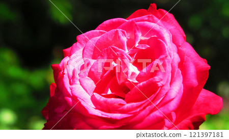 一朵粉紅玫瑰花的風景 121397181