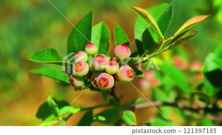藍莓景觀 藍莓景觀 121397185