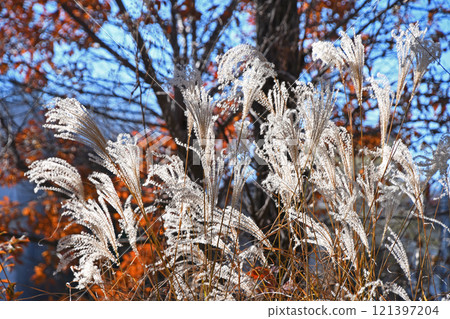 From autumn to winter: A park on a winter day From autumn to winter: A park on a winter day 121397204