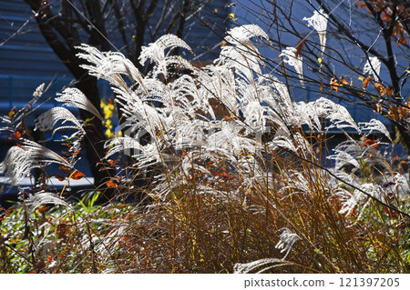 From autumn to winter: A park on a winter day From autumn to winter: A park on a winter day 121397205