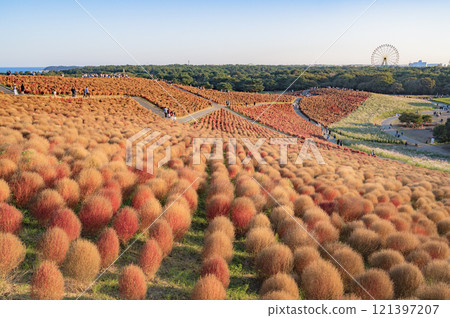 茨城縣秋季地膚田（常陸海濱公園） 121397207