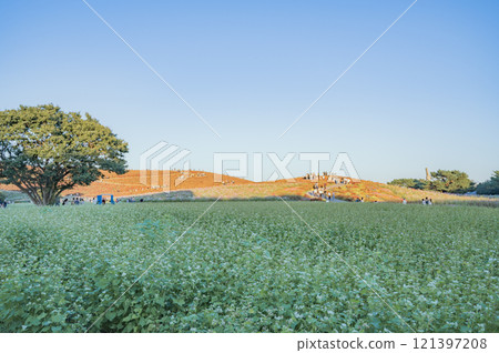 茨城縣：秋季蕎麥田和掃帚草山丘（日立海濱公園） 121397208