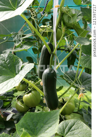 Large smooth ripe cucumbers on a bush 121397217