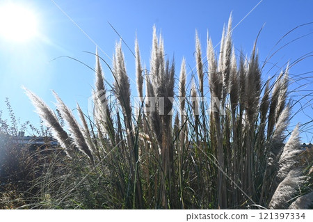 潘帕斯草、銀蘆葦、白蘆葦 121397334