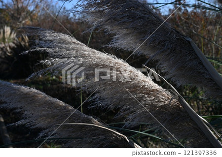 Pampas grass, silver reed, silver fern 121397336