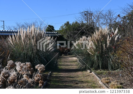 Pampas grass, silver reed, silver fern 121397338