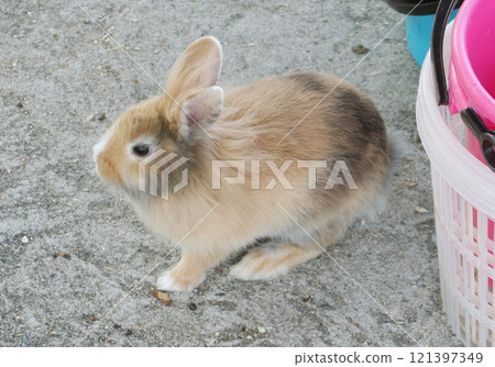 兔子 兔子 121397349