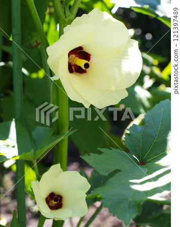 Two blooming okra flowers 121397489