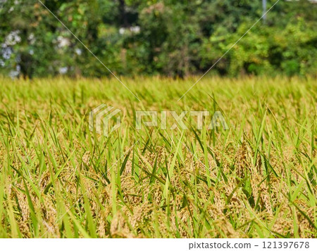 Ripened rice fields turned golden yellow during harvest season Ripened rice fields turned golden yellow during harvest season 121397678