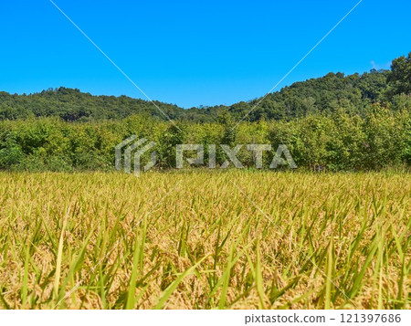 Ripened rice fields turned golden yellow during harvest season 121397686