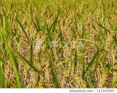 Ripened rice fields turned golden yellow during harvest season Ripened rice fields turned golden yellow during harvest season 121397695
