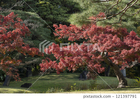 Japan, Tokyo, Hamarikyu Garden in momiji season. 121397791