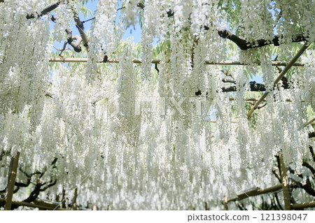 The contrast between the white wisteria trellis and the blue sky 121398047