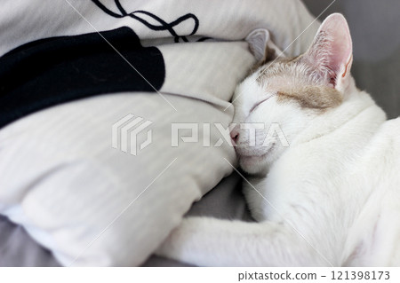 A cat is sleeping on a bed 121398173