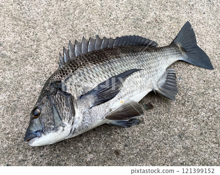 Black porgy, black porgy 121399152