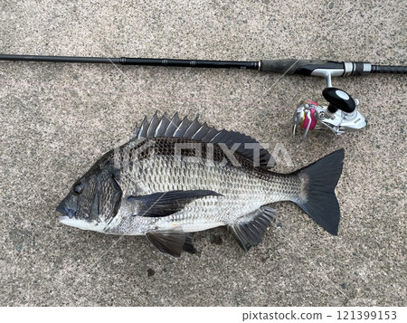 Black porgy, black porgy 121399153