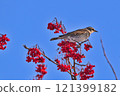 Thrush 121399182