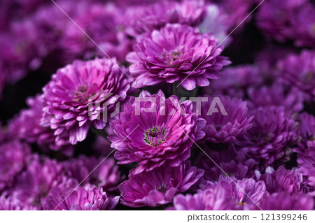bunch of pink chrysanthemums, Chrysanthemum flower pattern in a flower garden Clusters of pink chrysanthemums. 121399246