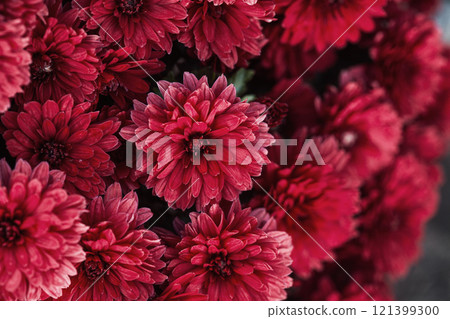 bunch of red chrysanthemums, Chrysanthemum flower pattern in a flower garden Clusters of chrysanthemums. 121399300