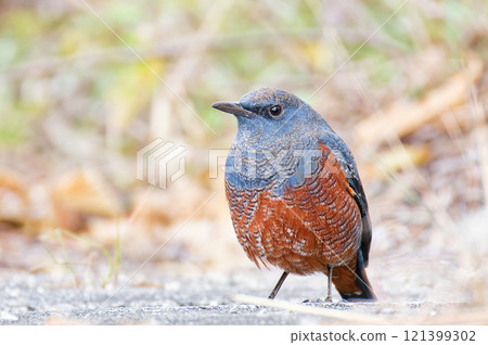 A male Rock Thrush descending to the ground 121399302