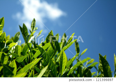 New tea shining against the blue sky New tea shining against the blue sky 121399897