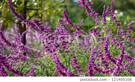 Amethyst Sage 121400106